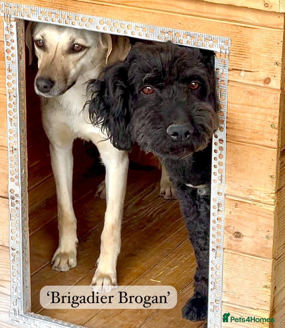 Mixed Breed dogs Brogan, 8 yrs approx. Available for adoption. - Advert 1