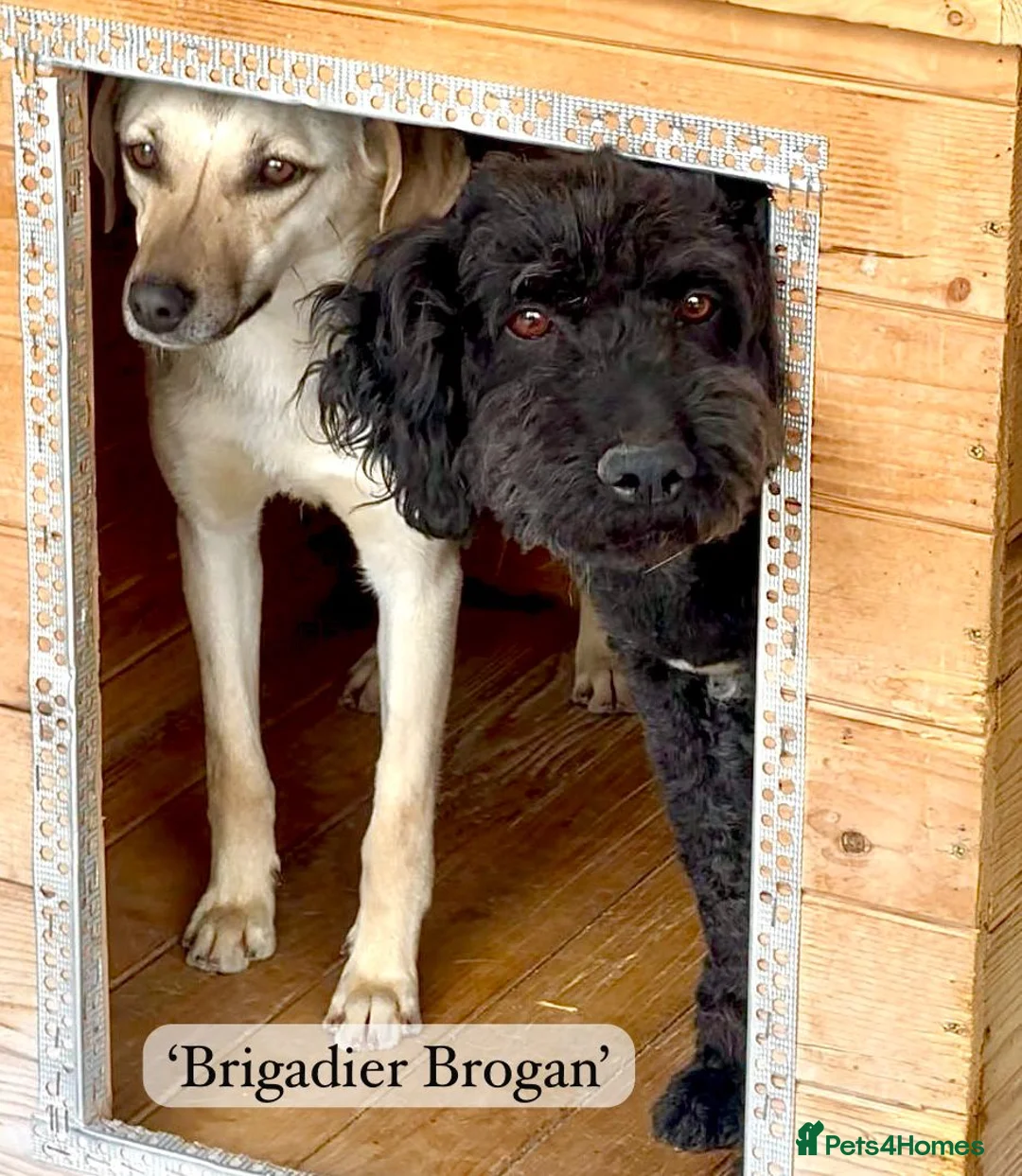 Mixed Breed dogs for adoption: Brogan, 8 yrs approx. Available for adoption. in Brixham - Advert 1