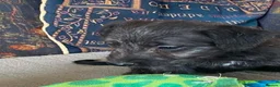 Mixed Breed dogs for sale: Bedlington x Whippet puppies - Advert 13