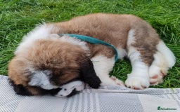 Saint Bernard dogs for stud: Stunning KC reg saint Bernard for stud.  in Chester - Image 23