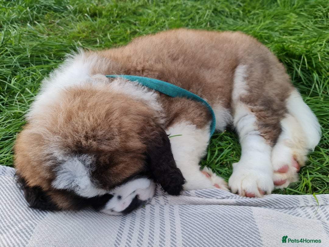 Saint Bernard dogs for stud: Stunning KC reg saint Bernard for stud.  in Chester - Image 23