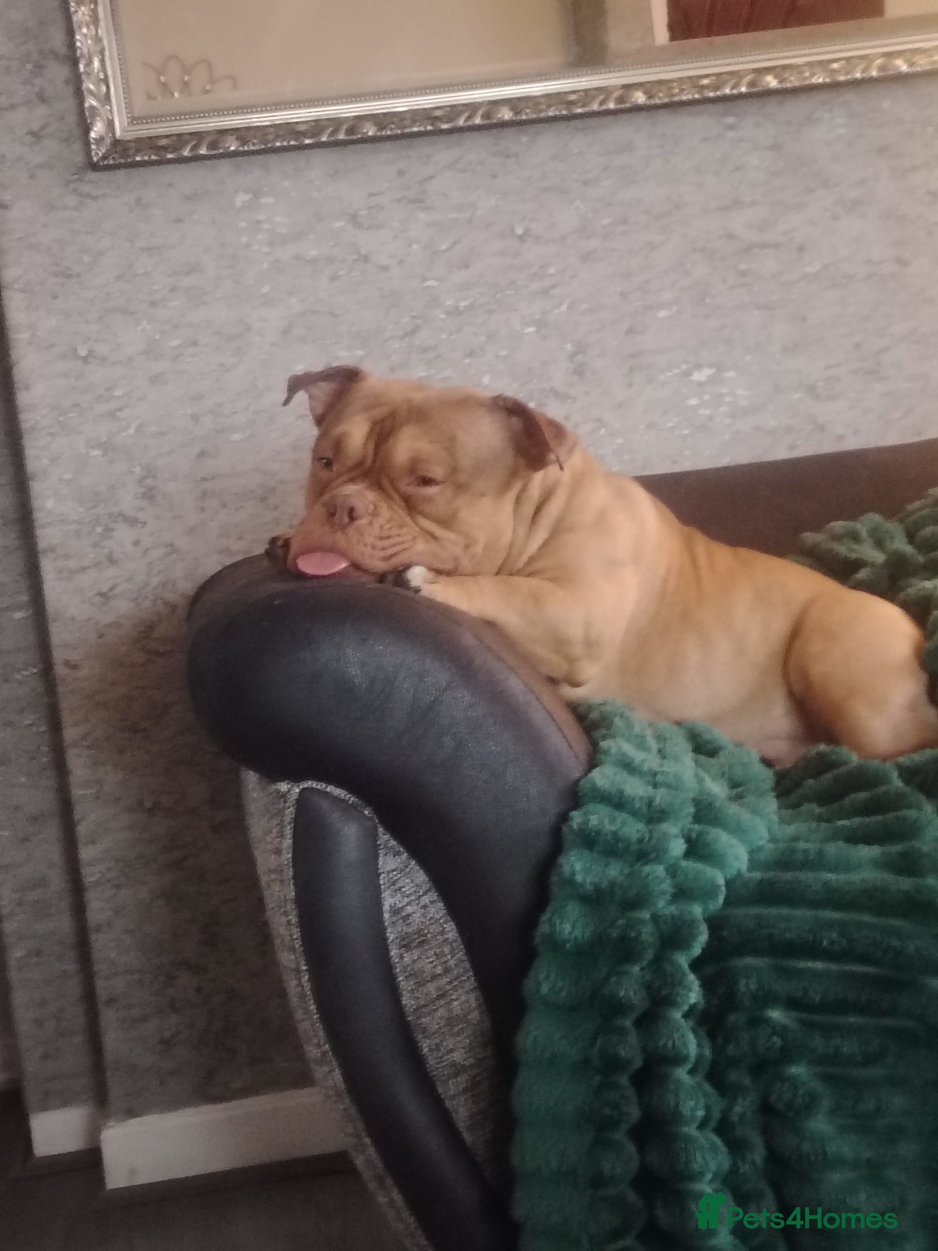 American Bully dogs Fudge the micro pocket bully  - Advert 9