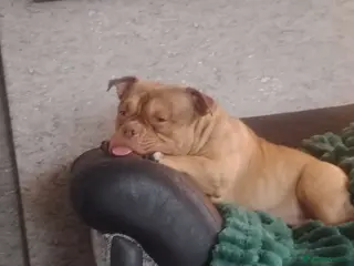 American Bully dogs Fudge the micro pocket bully - Advert 9