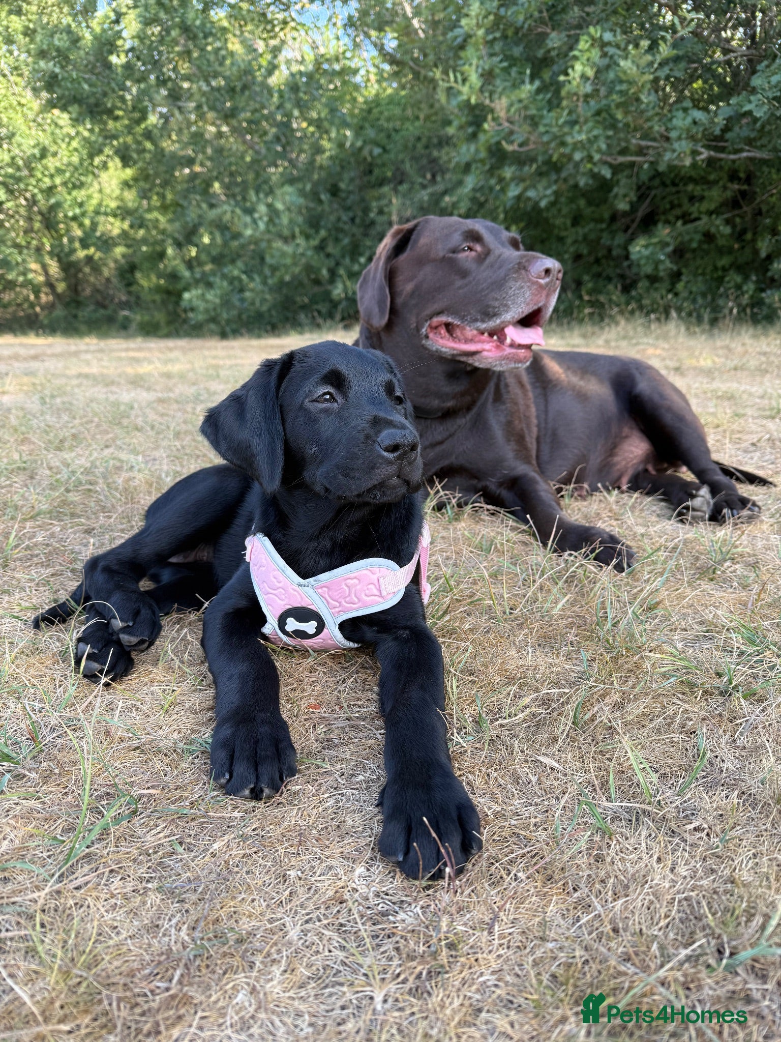 Labrador Retriever dogs Ready Now - Gorgeous Black Labrador Puppies  - Advert 1