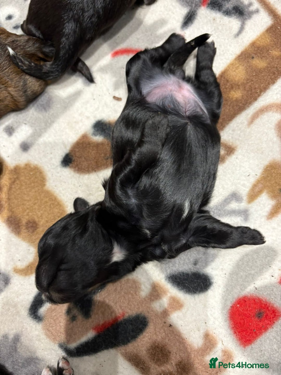 Shihpoo dogs for sale: BEAUTIFUL SHIHPOO PUPPIES - Advert 8