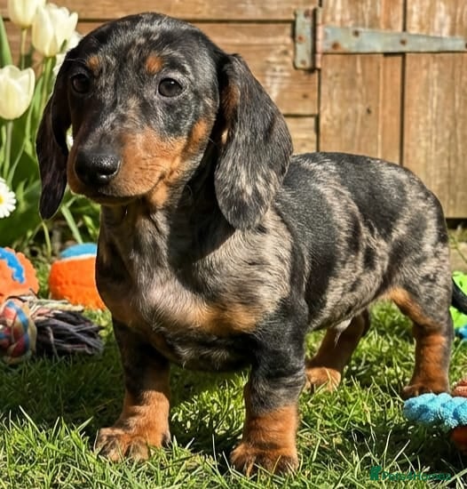 Miniature Dachshund dogs Beautiful Dachshund Puppies  - Advert 5