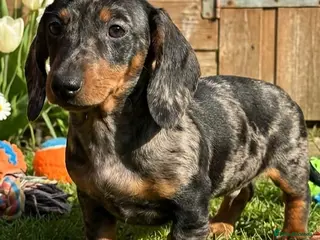 Miniature Dachshund dogs Beautiful Dachshund Puppies - Advert 5