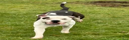 American Bulldog dogs for sale: American bulldog male 4.5 years old  - Advert 2
