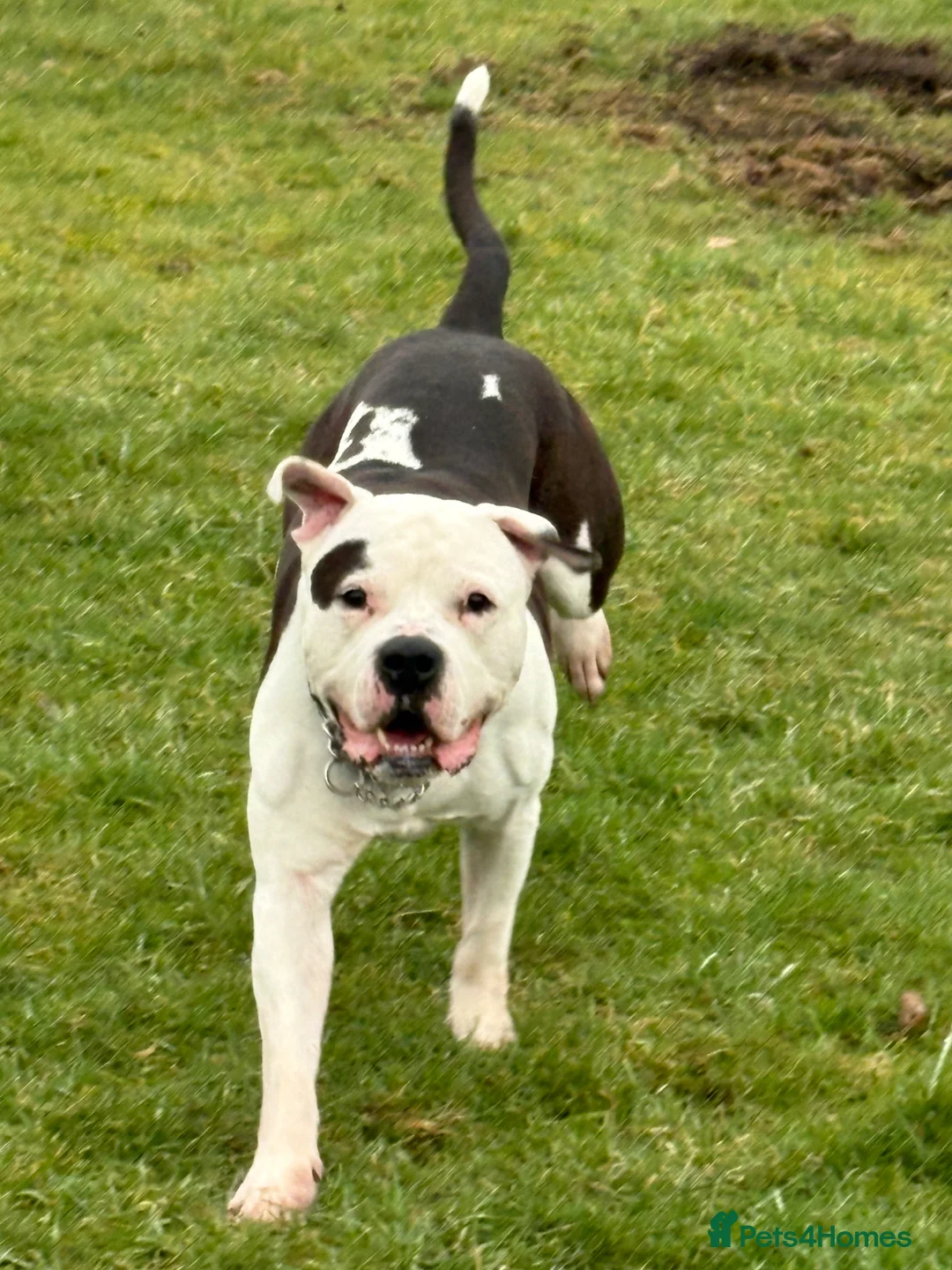 American Bulldog dogs for sale: American bulldog male 4.5 years old  - Advert 2
