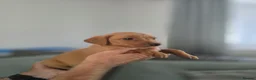 Labrador Retriever dogs for sale: Kc registered Fox red labrador puppies LAST BOYS   - Advert 26