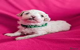 Maltipoo dogs for sale: Beautiful Toy Maltipoo Puppies - Advert 8