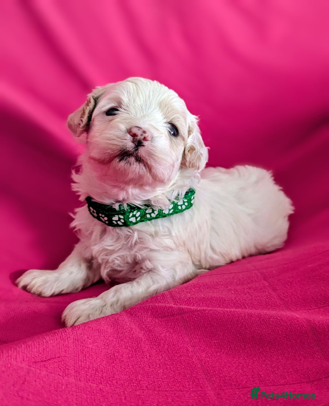 Maltipoo dogs for sale: Beautiful Toy Maltipoo Puppies - Advert 8