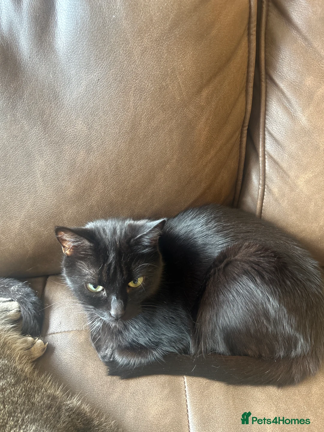 Mixed Breed cats for sale: Home urgently needed for my beautiful boy - Advert 2