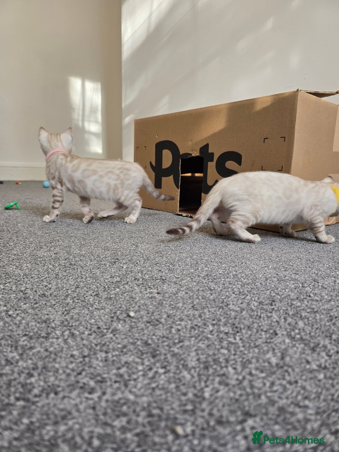 Bengal cats for sale: BLUE EYE SNOW BENGAL LYNC TICA ACTIVE - Image 2