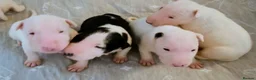 English Bull Terrier dogs for sale: BEAUTIFUL English BULL TERRIER PUPS  - Advert 7
