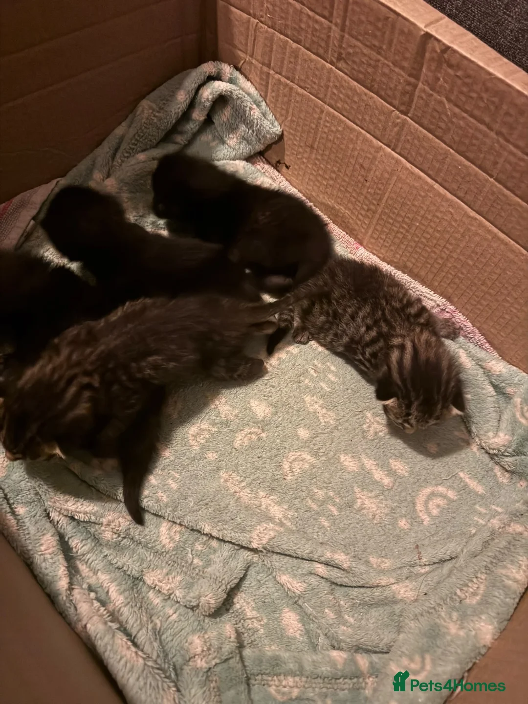 Mixed Breed cats for sale: Kittens for sale - Advert 11