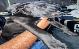 Mixed Breed dogs for sale: Half presa Canario X staffy - Image 5