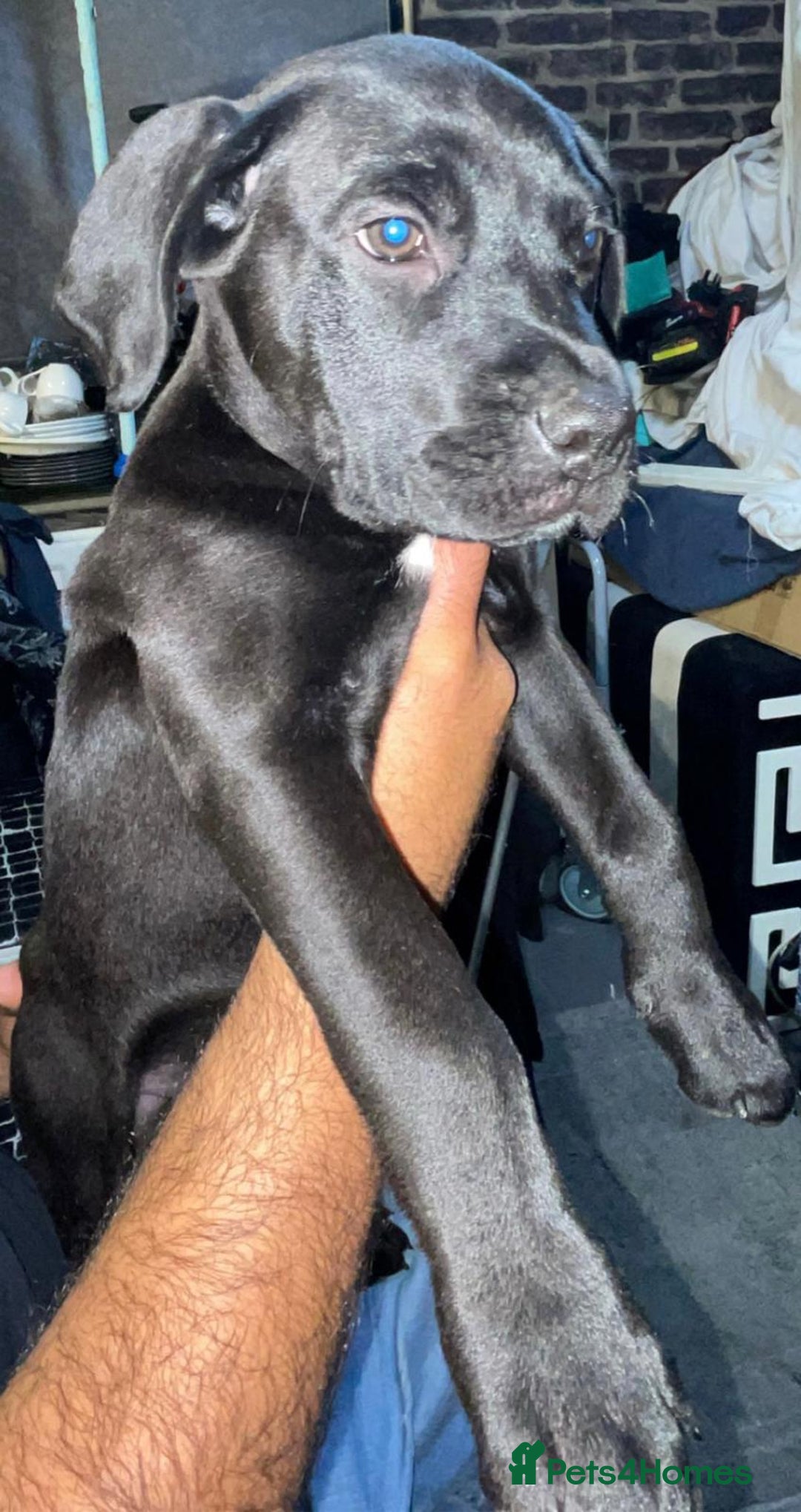 Mixed Breed dogs for sale: Half presa Canario X staffy - Image 5