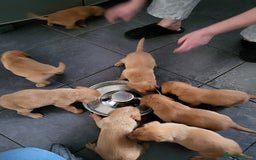 Labrador Retriever dogs for sale: Trainable Labrador Retrievers. - Image 6