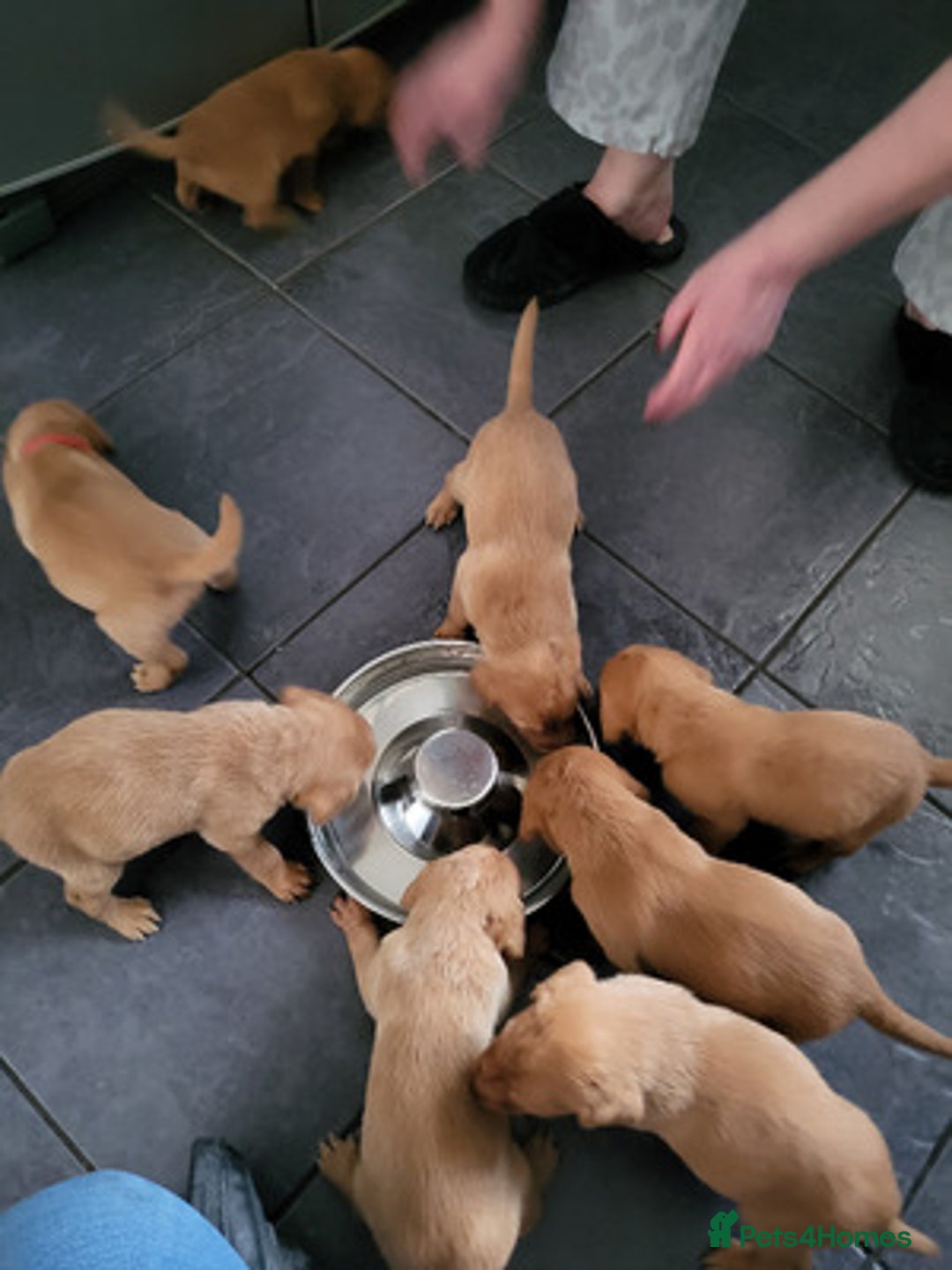 Labrador Retriever dogs for sale: Trainable Labrador Retrievers. - Image 6