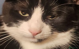 Domestic Shorthair cats for sale: Cute black & white cat for sale - Image 1