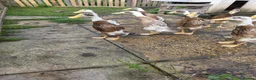 Ducks poultry for sale: Indian runners  in Manchester - Advert 2