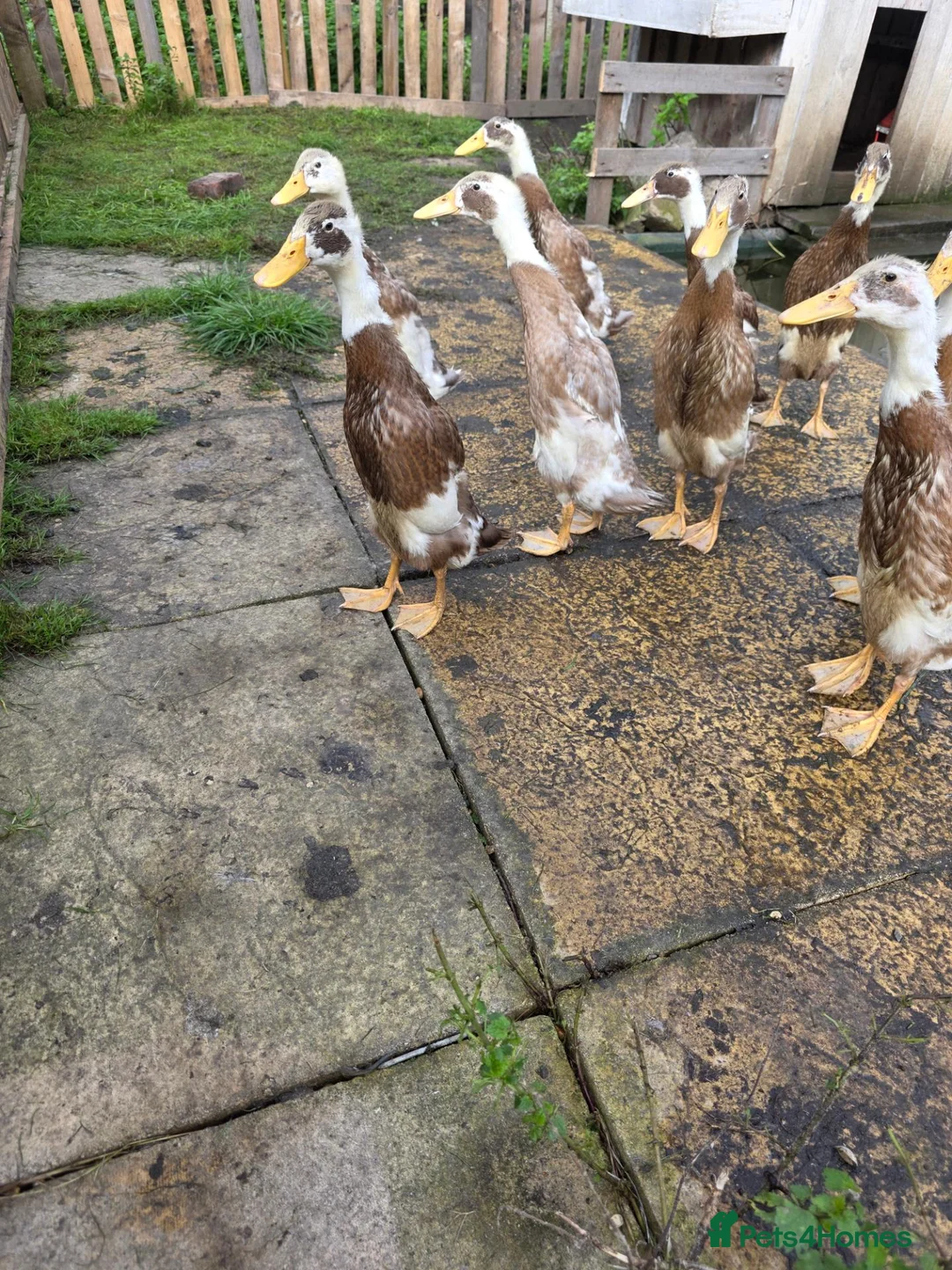 Ducks poultry for sale: Indian runners  in Manchester - Advert 2