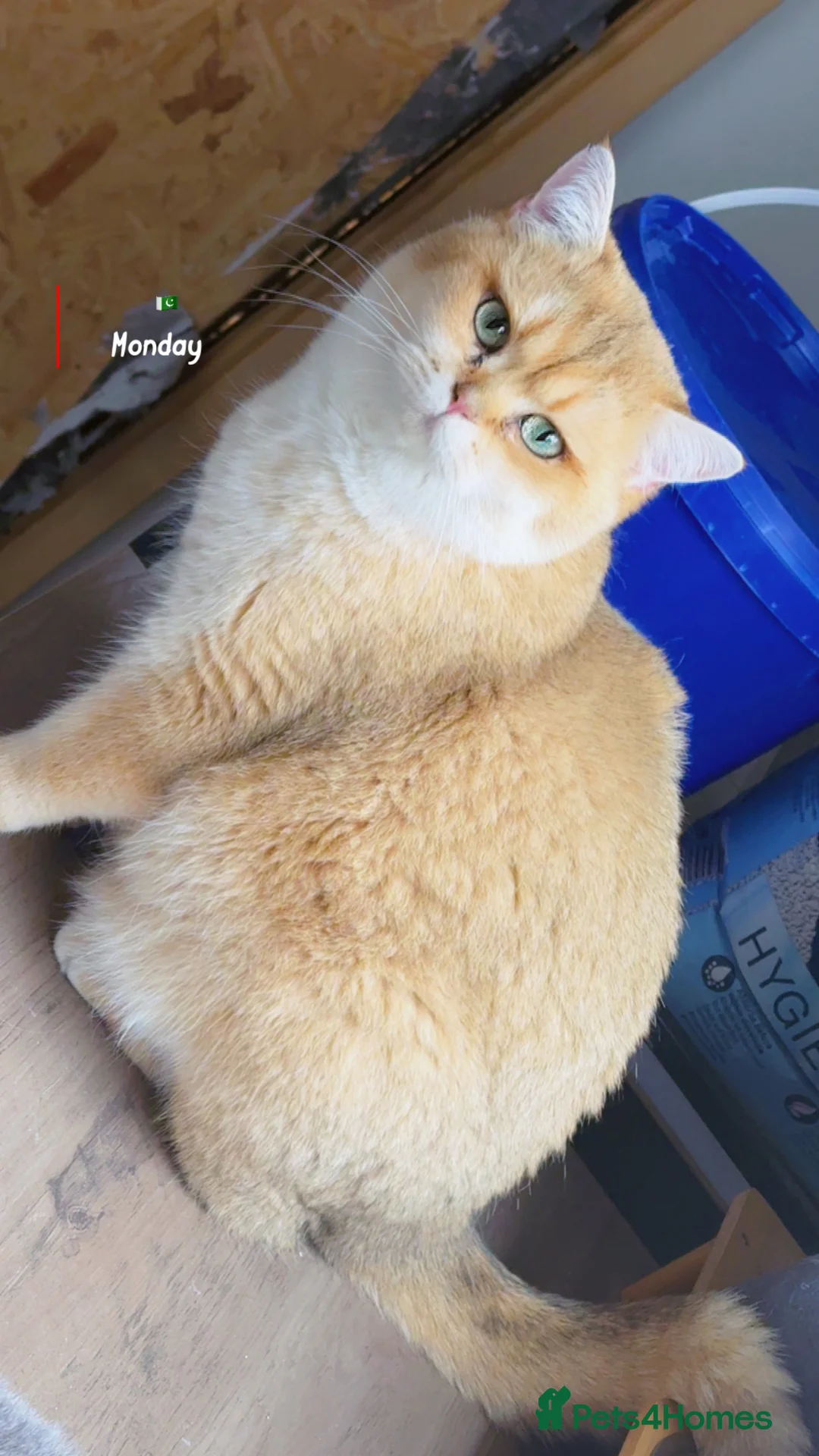 British Shorthair cats for stud: Top quality bsh of caveofcats 🏆 - Advert 3