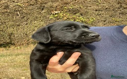 Labrador Retriever dogs for sale: Labrador (working) puppies - Image 8