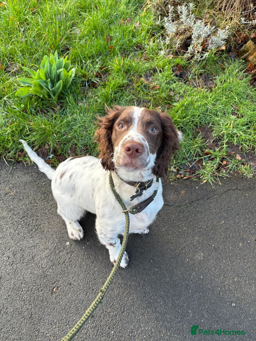 Sprocker dogs for sale: 20 week old sprocker spaniel for sale in Leicester - Advert 2