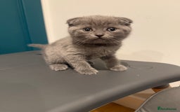 Scottish Fold cats for sale: Scottish Fold Kittens  - Image 22