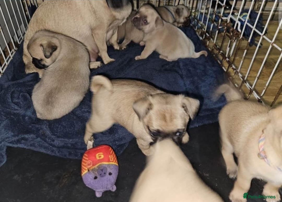 Chug dogs 🐶 Adorable chug x Chihuahua Puppies - Advert 2