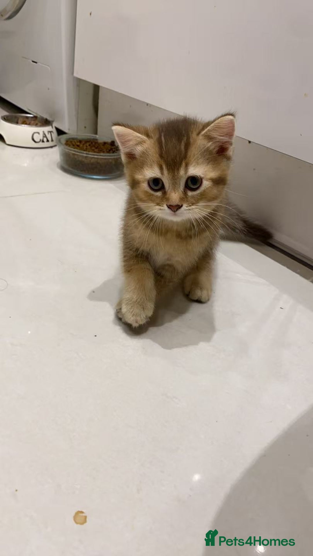 Scottish Fold cats for sale: Stunning Scottish fold kittens are ready - Advert 19