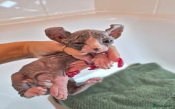 Sphynx cats for sale: Sphynx kittens  - Image 1