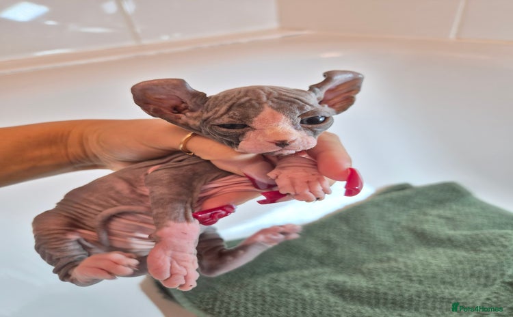 Sphynx cats - Advert 1