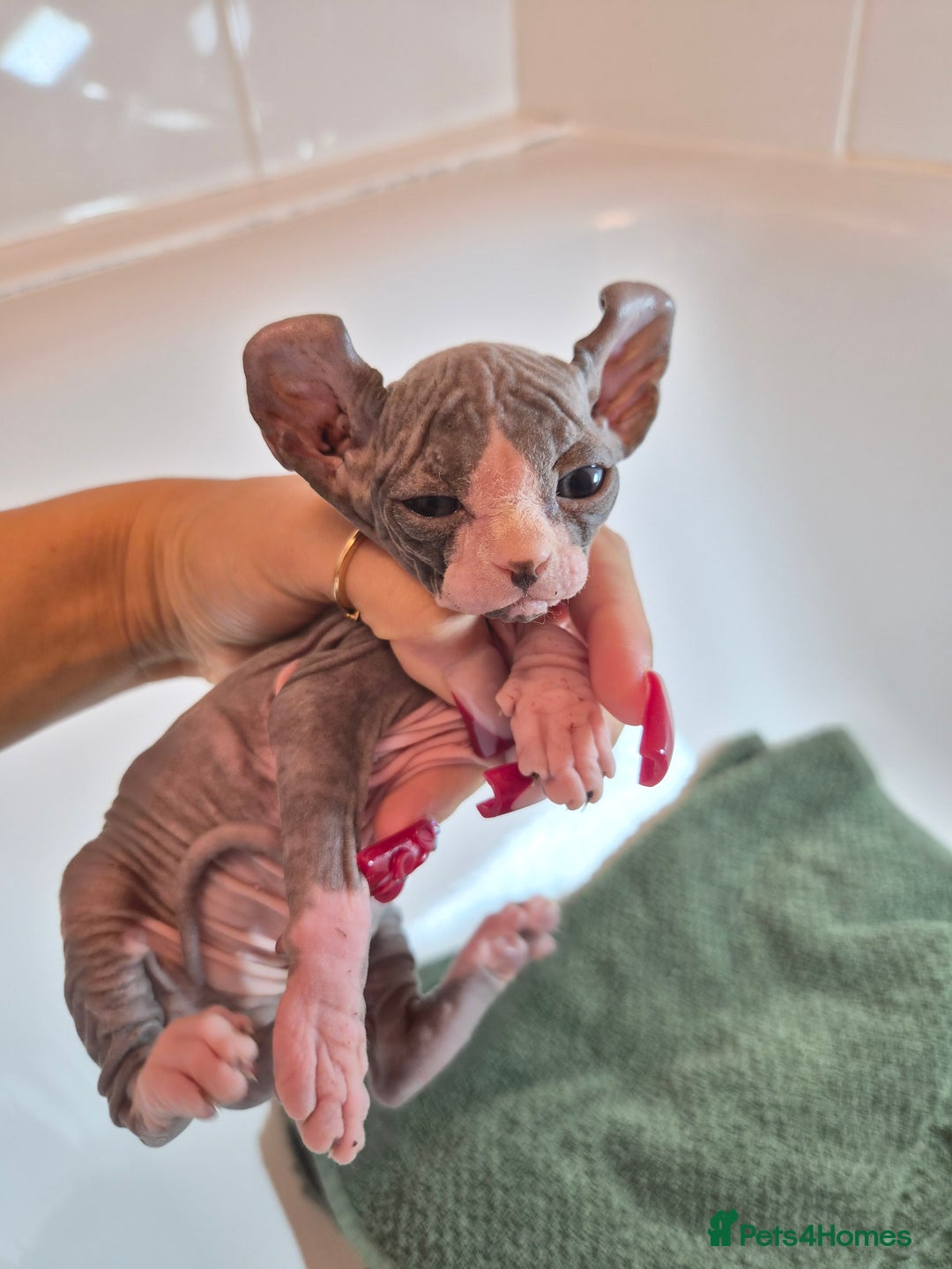 Sphynx cats for sale: Sphynx kittens  - Image 1