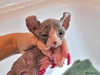 Sphynx cats - Advert 5