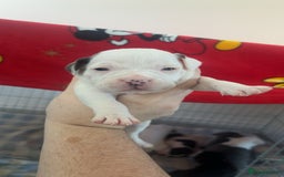 Staffordshire Bull Terrier dogs for sale: Staffordshire bull terriers  - Image 11