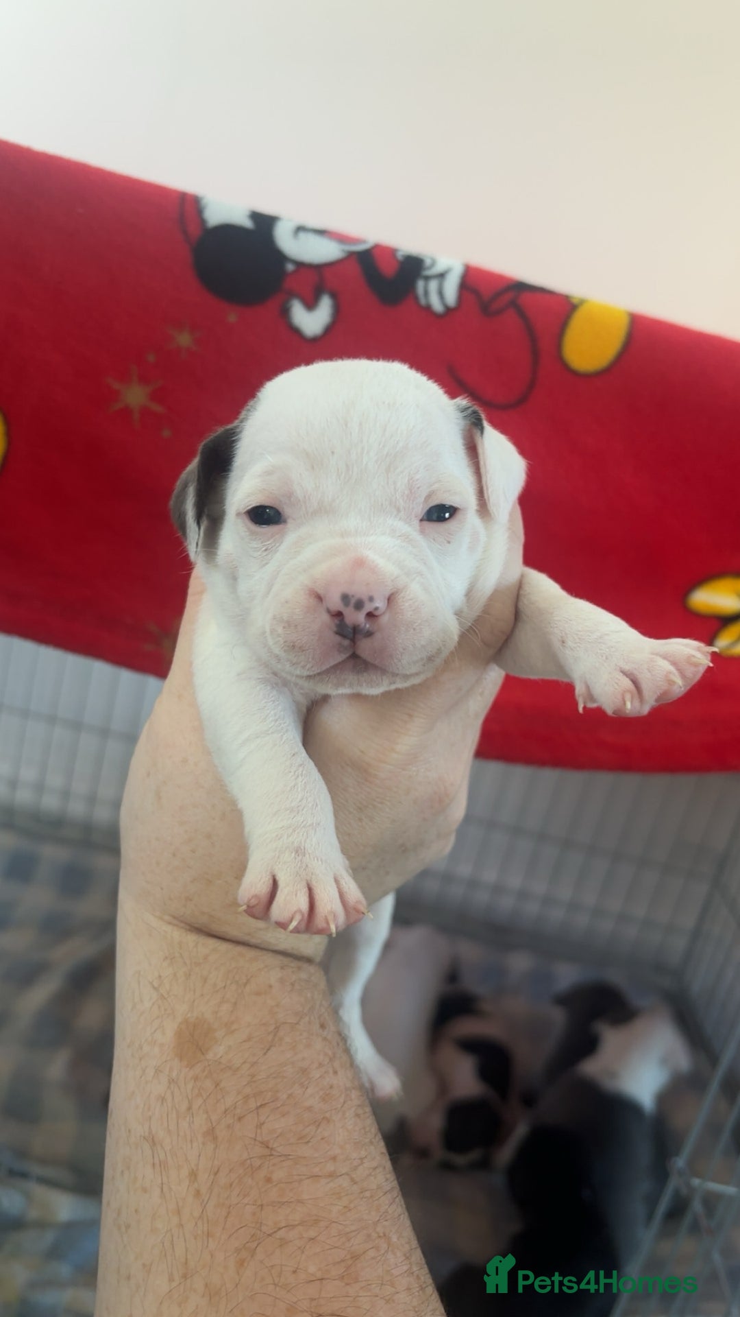 Staffordshire Bull Terrier dogs for sale: Staffordshire bull terriers  - Image 11