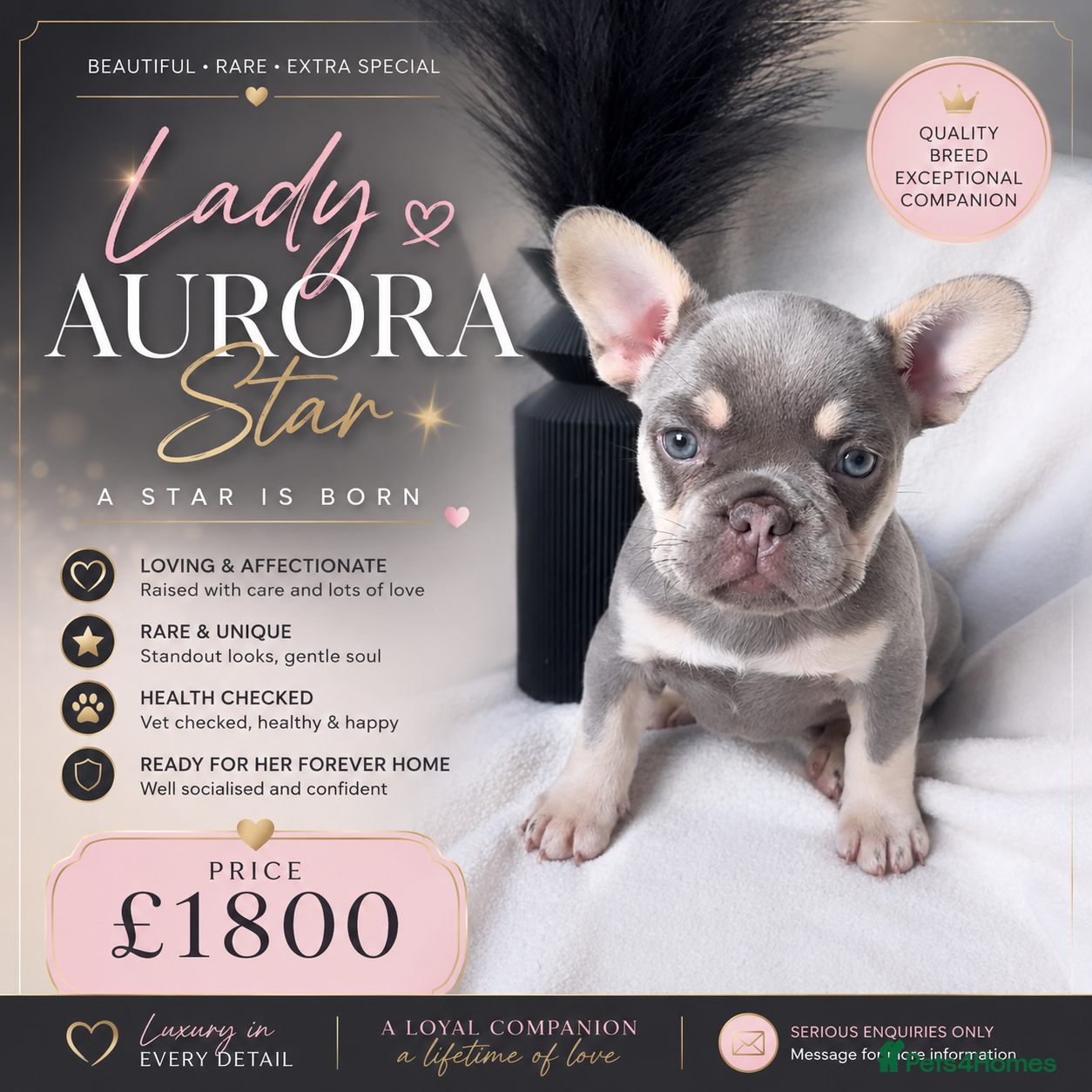 French Bulldog dogs NEW LUXURY FRENCHIES 2 GIRLS 3 BOYS LEFT - Advert 19