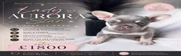 French Bulldog dogs for sale: NEW LUXURY FRENCHIES 2 GIRLS 3 BOYS LEFT - Advert 1