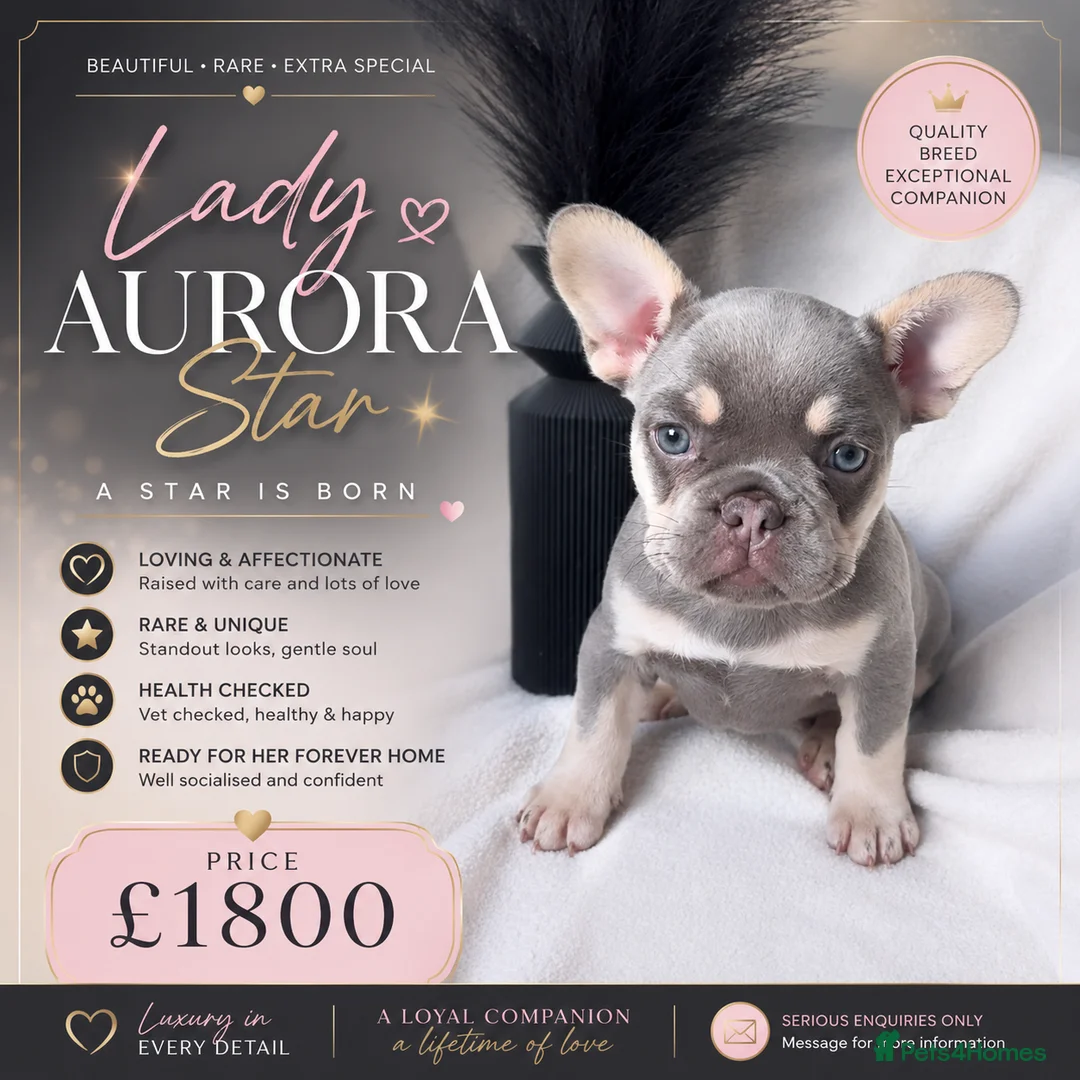 French Bulldog dogs for sale: NEW LUXURY FRENCHIES 2 GIRLS 3 BOYS LEFT - Advert 1