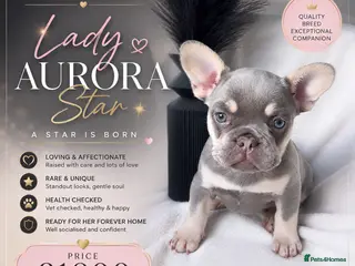 French Bulldog dogs LUXURY FRENCHIES READY TO GO - Advert 1
