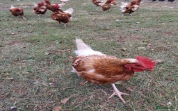 Chickens poultry for sale: Laying chickens  - Image 2