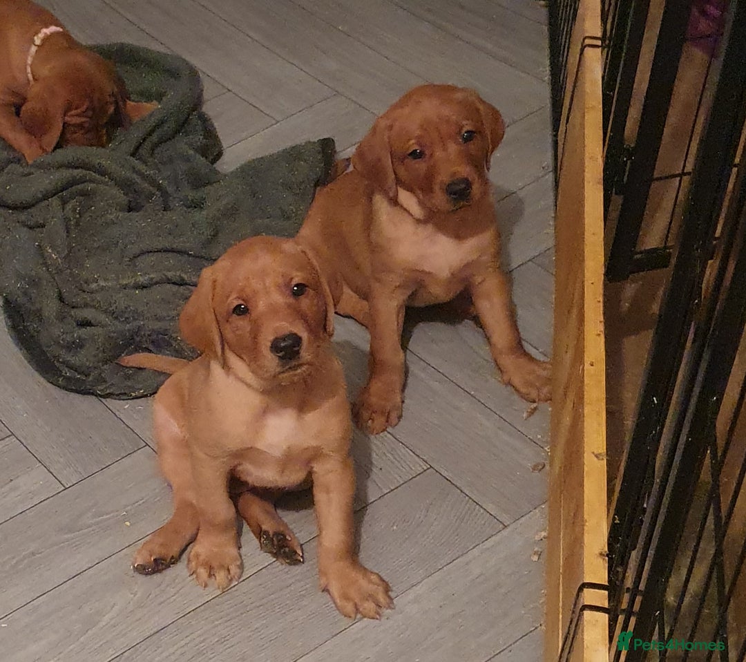 Labrador Retriever dogs for sale: **Only 2 Girls Left** Fox Red Labrador Puppies - Image 4