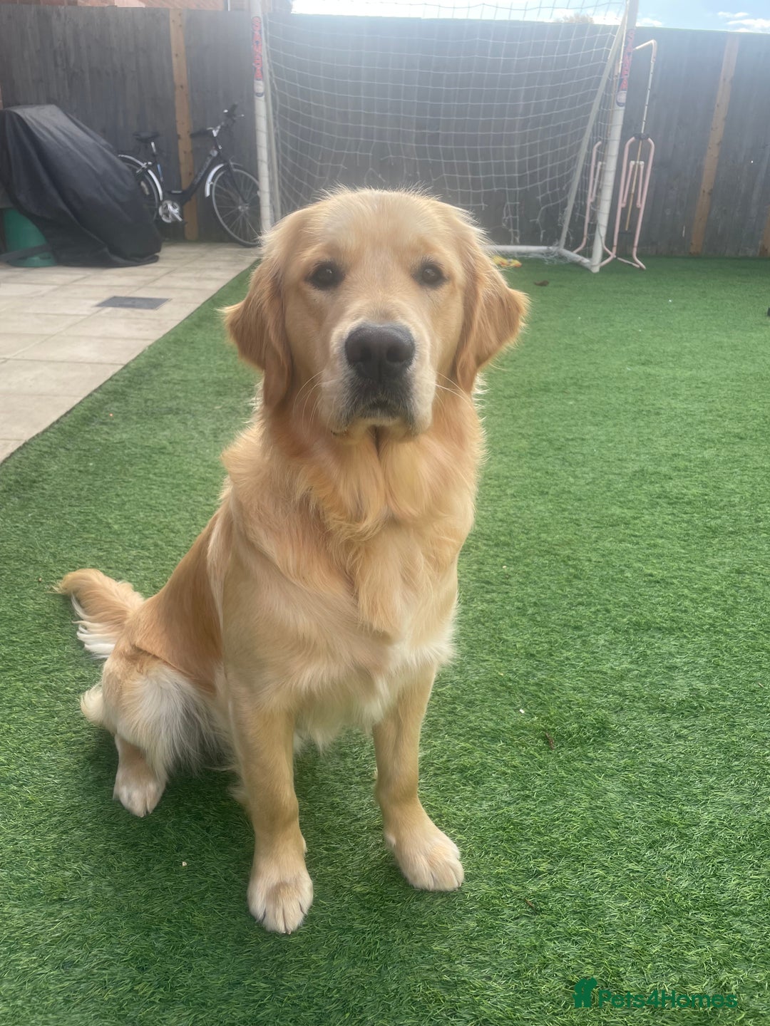 Golden Retriever dogs for stud: Golden Retriever for stud  - Advert 3