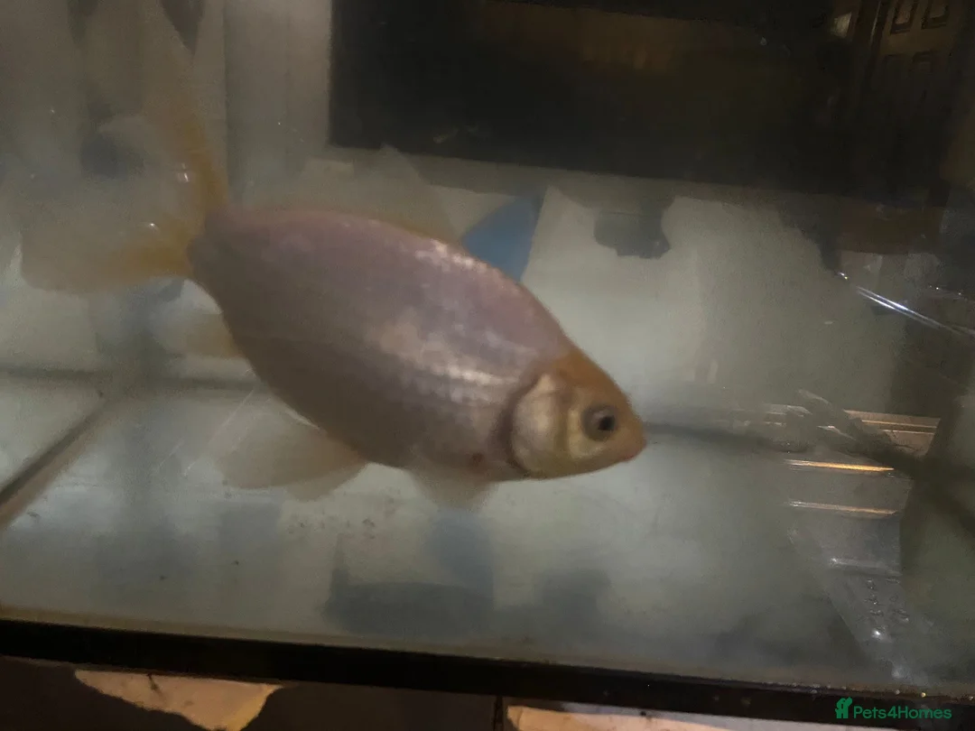 Goldfish fish for sale: Beautiful Goldfish for sale - Advert 1
