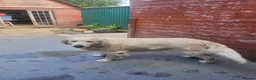 Golden Retriever dogs for stud: Golden Retriever - Advert 2