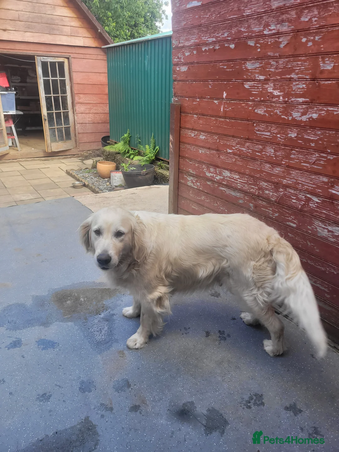 Golden Retriever dogs for stud: Golden Retriever - Advert 2