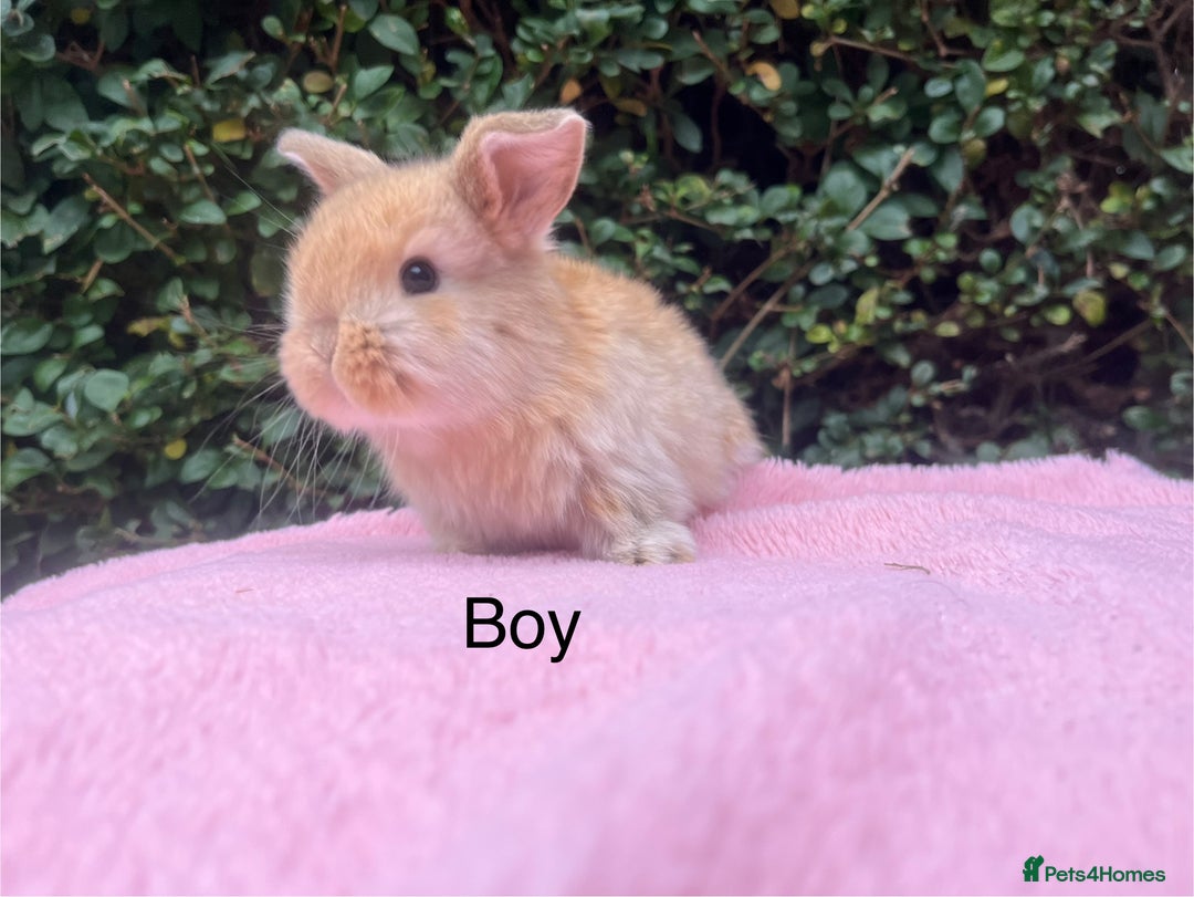 Mini Lop rabbits for sale: Mini lops and mini double maned lionheads  - Image 6